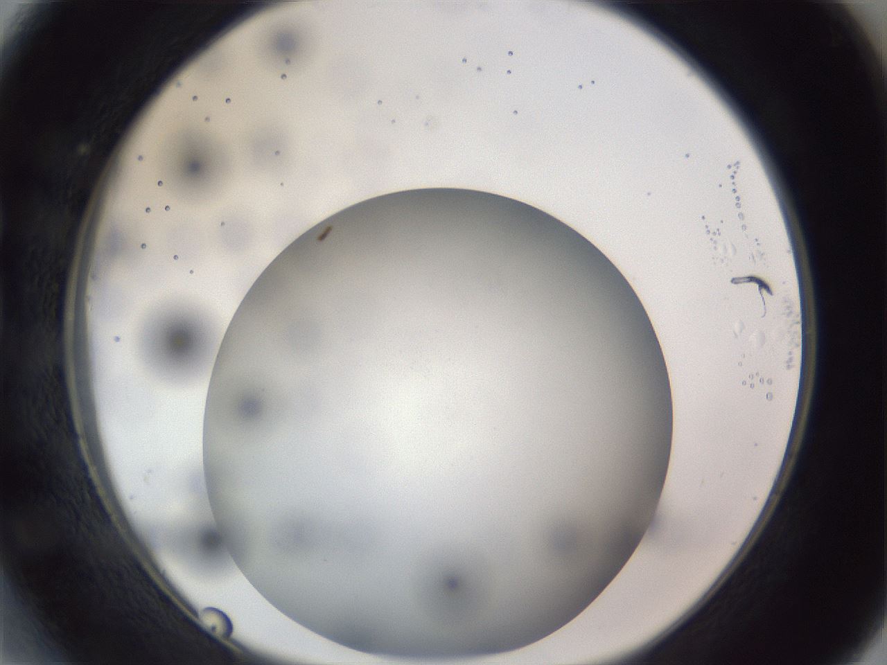folderID308_plateID1308_batchID4308_wellNum27_profileID1_d1_r78898_ef.jpg