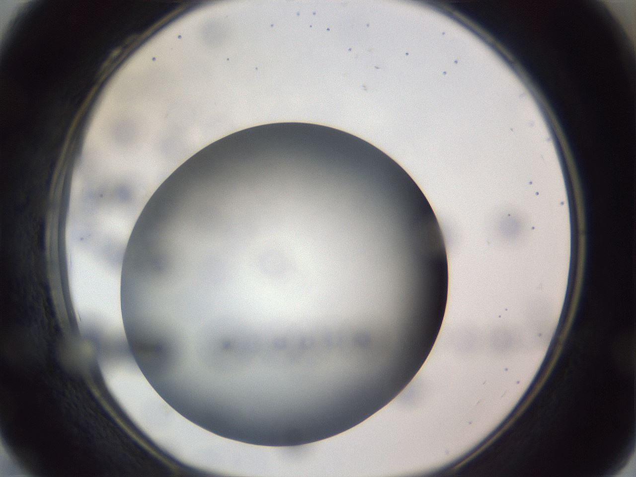 folderID308_plateID1308_batchID4308_wellNum28_profileID1_d1_r78899_ef.jpg