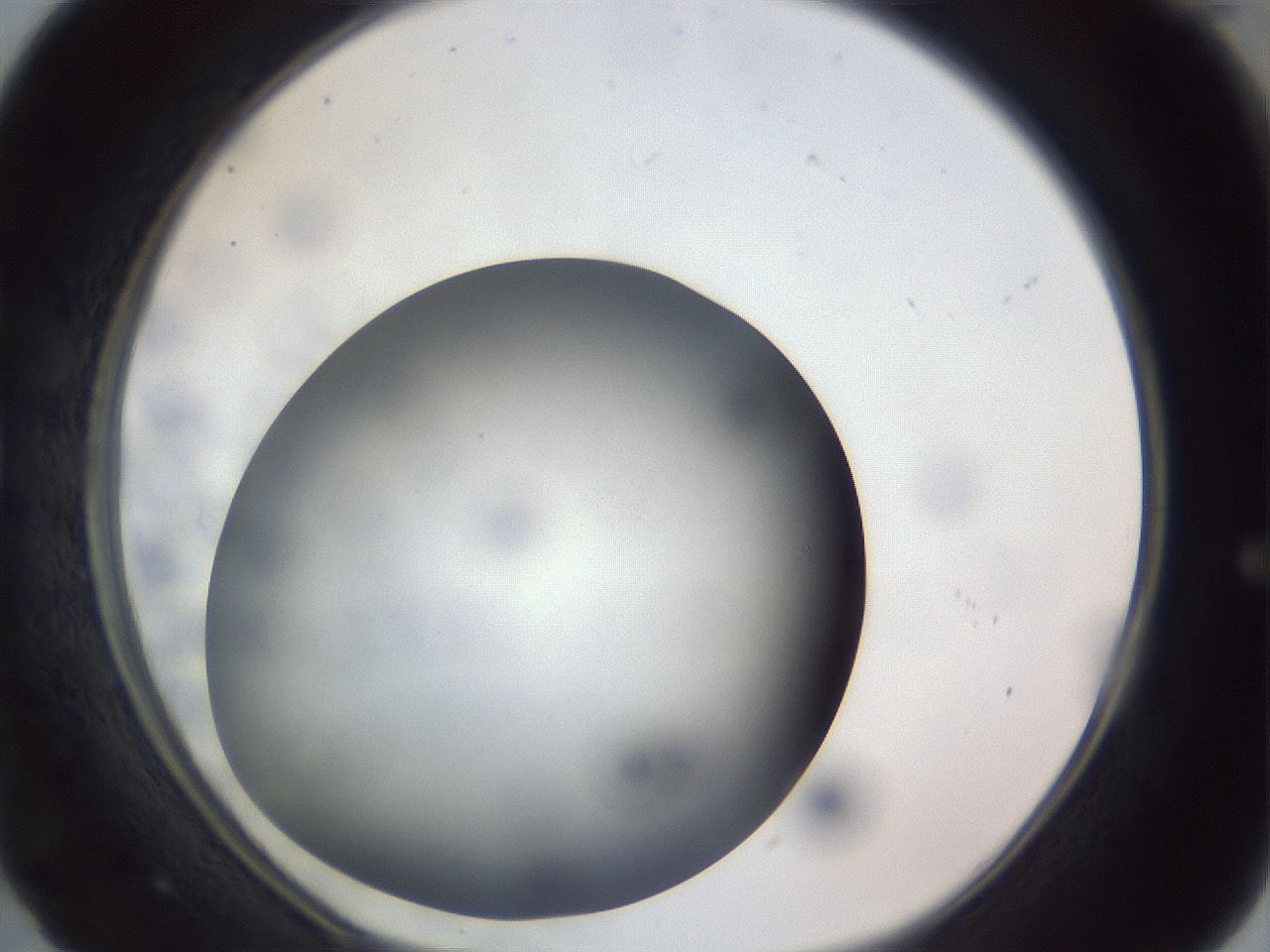 folderID308_plateID1308_batchID4308_wellNum29_profileID1_d1_r78900_ef.jpg