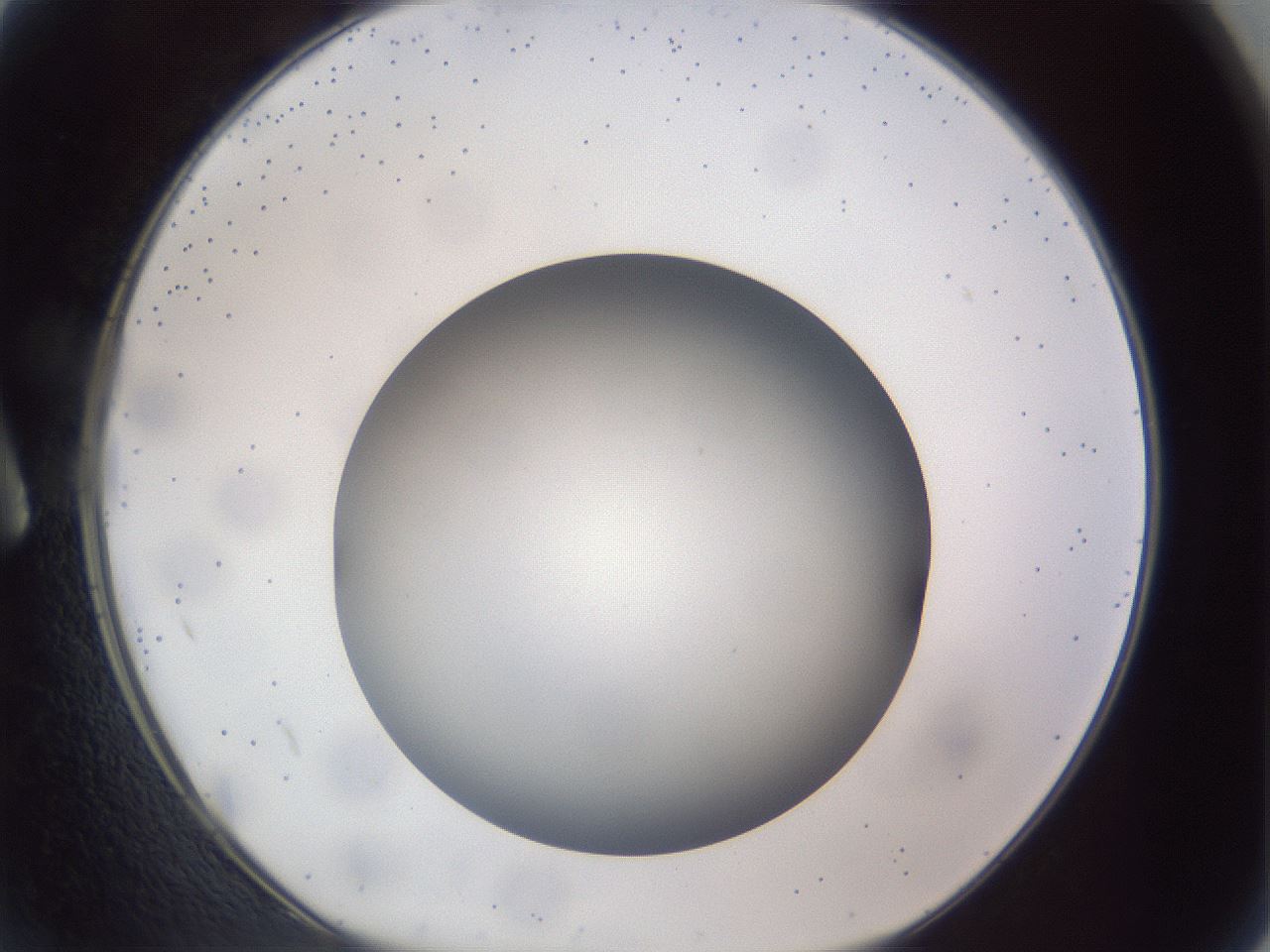 folderID308_plateID1308_batchID4308_wellNum2_profileID1_d1_r78873_ef.jpg