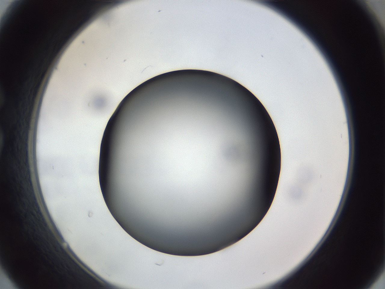 folderID308_plateID1308_batchID4308_wellNum30_profileID1_d1_r78901_ef.jpg