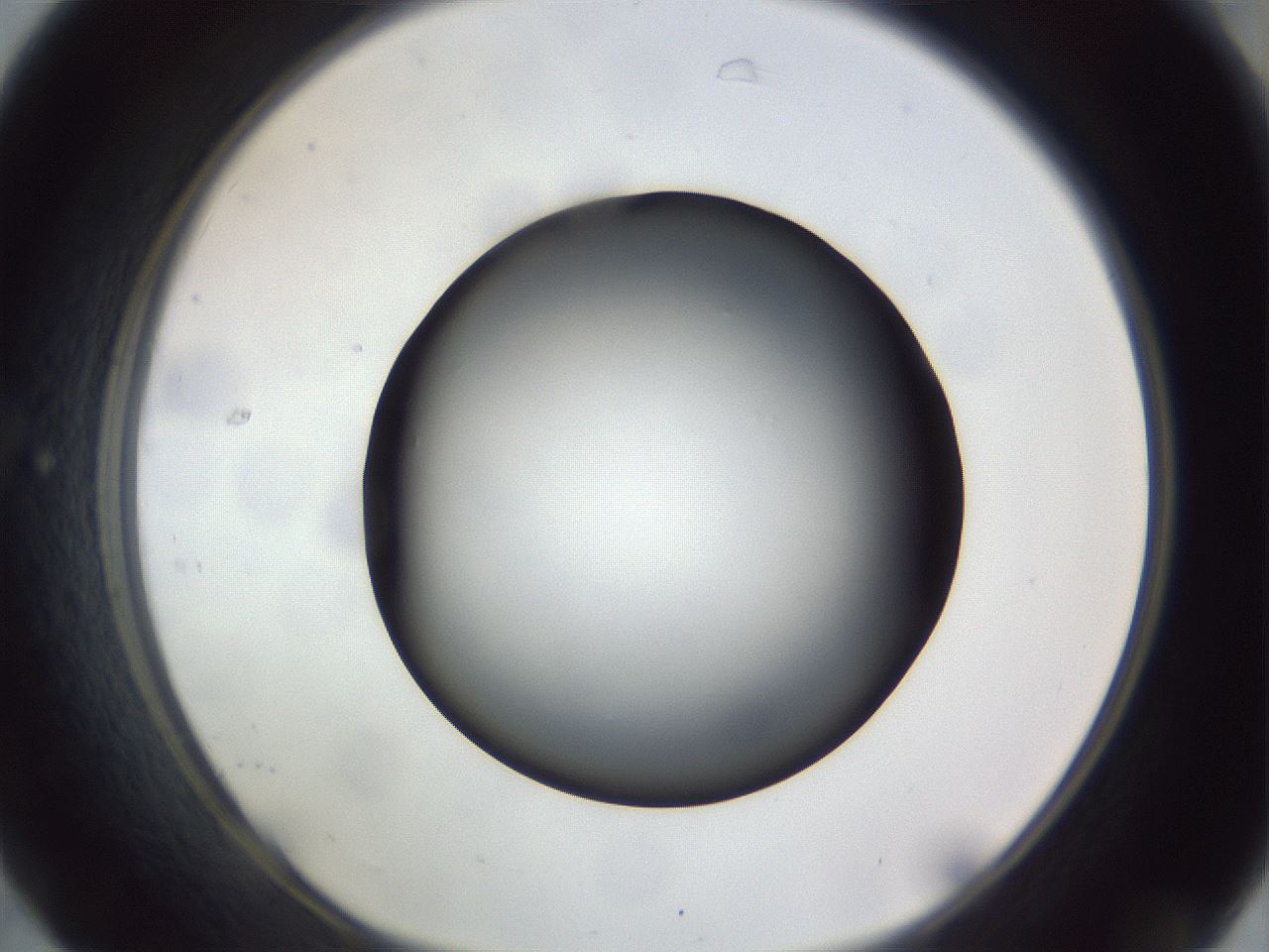 folderID308_plateID1308_batchID4308_wellNum31_profileID1_d1_r78902_ef.jpg