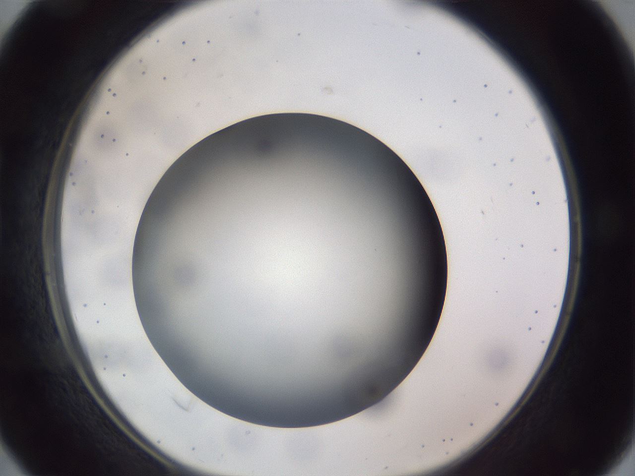 folderID308_plateID1308_batchID4308_wellNum16_profileID1_d1_r78887_ef.jpg