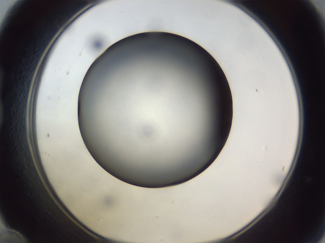 folderID308_plateID1308_batchID4308_wellNum24_profileID1_d1_r78895_ef.jpg