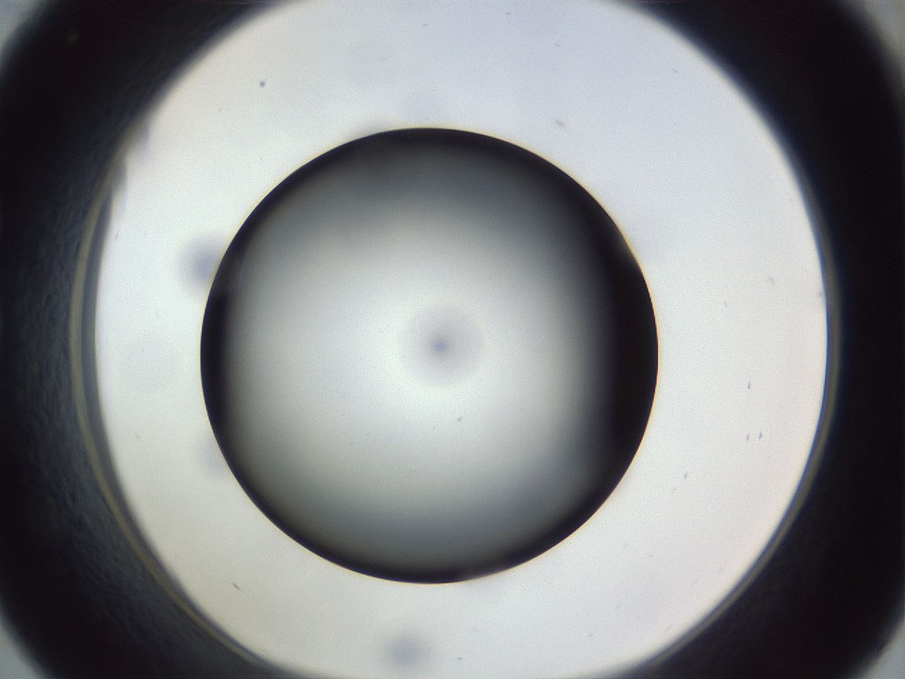 folderID308_plateID1308_batchID4308_wellNum33_profileID1_d1_r78904_ef.jpg