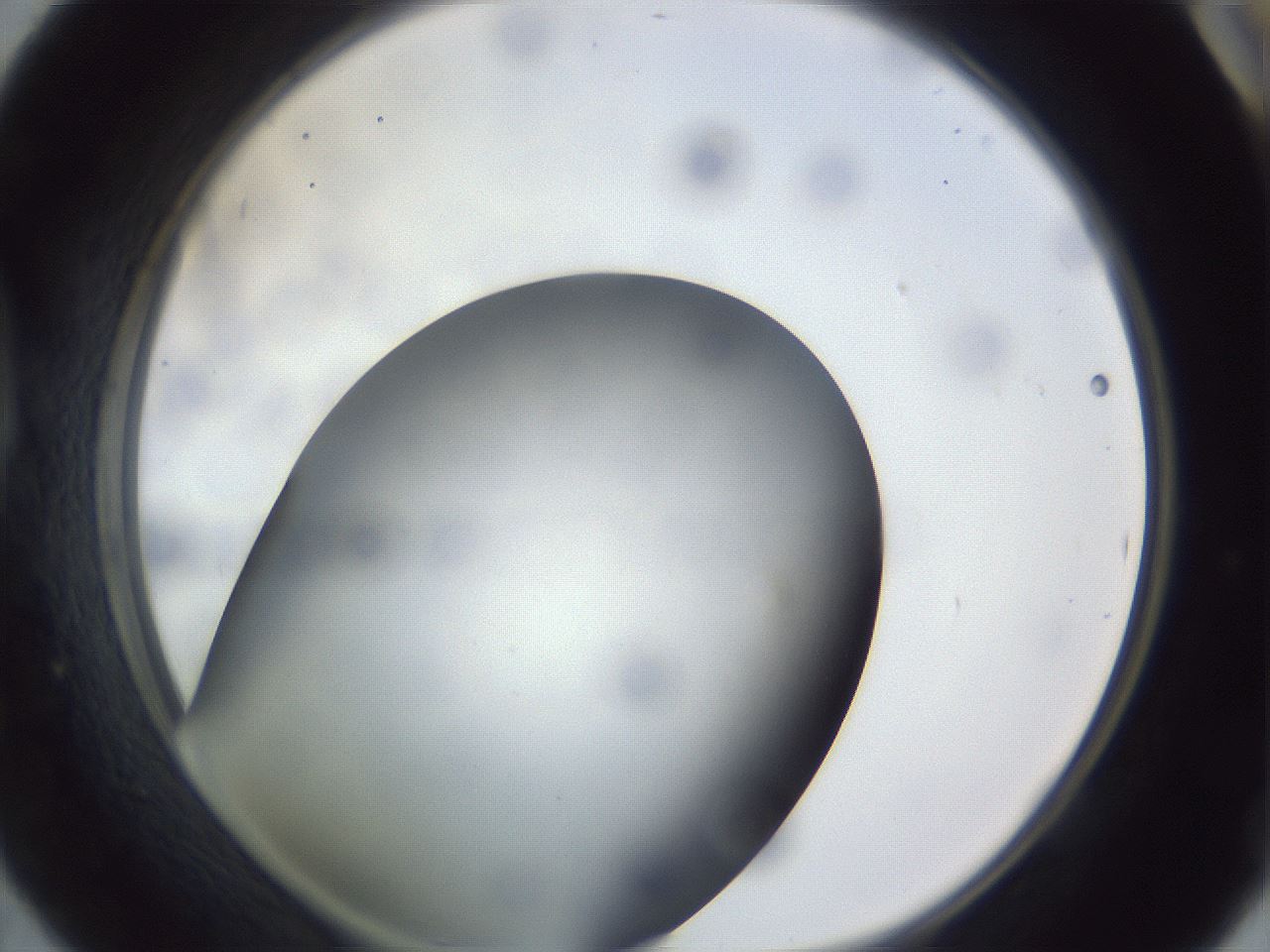 folderID308_plateID1308_batchID4308_wellNum42_profileID1_d1_r78913_ef.jpg