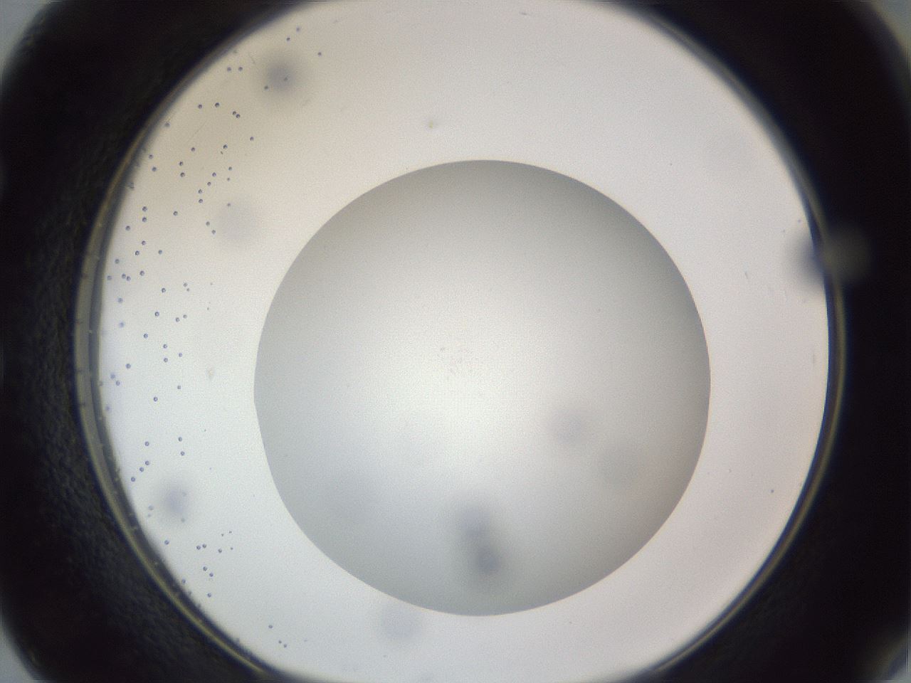 folderID308_plateID1308_batchID4308_wellNum50_profileID1_d1_r78921_ef.jpg