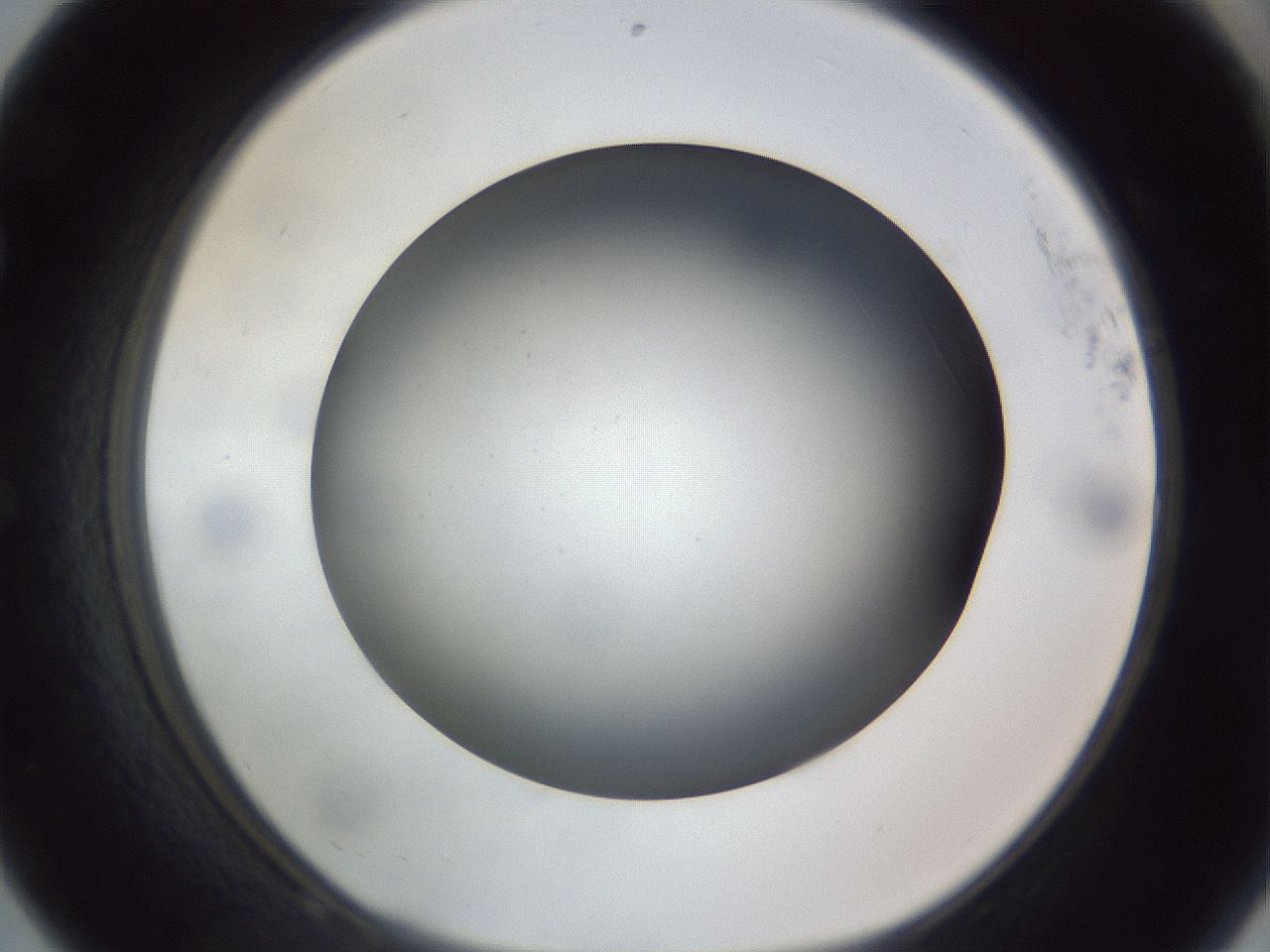 folderID308_plateID1308_batchID4308_wellNum68_profileID1_d1_r78939_ef.jpg