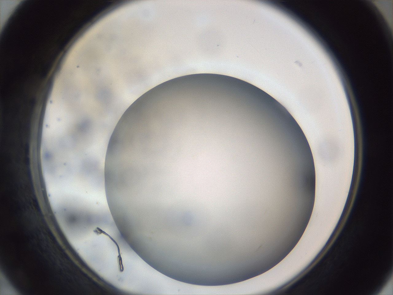 folderID308_plateID1308_batchID4308_wellNum40_profileID1_d1_r78911_ef.jpg