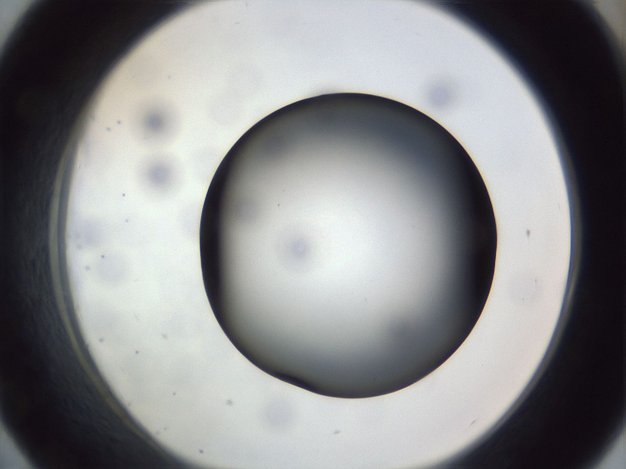 folderID308_plateID1308_batchID4308_wellNum43_profileID1_d1_r78914_ef.jpg