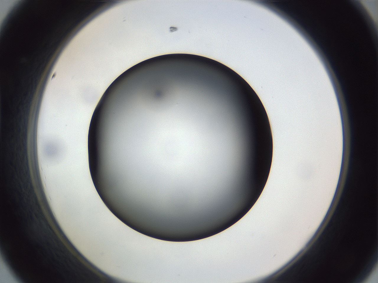 folderID308_plateID1308_batchID4308_wellNum44_profileID1_d1_r78915_ef.jpg