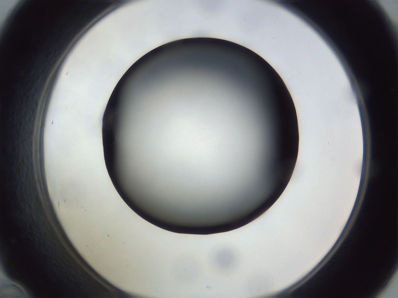 folderID308_plateID1308_batchID4308_wellNum46_profileID1_d1_r78917_ef.jpg