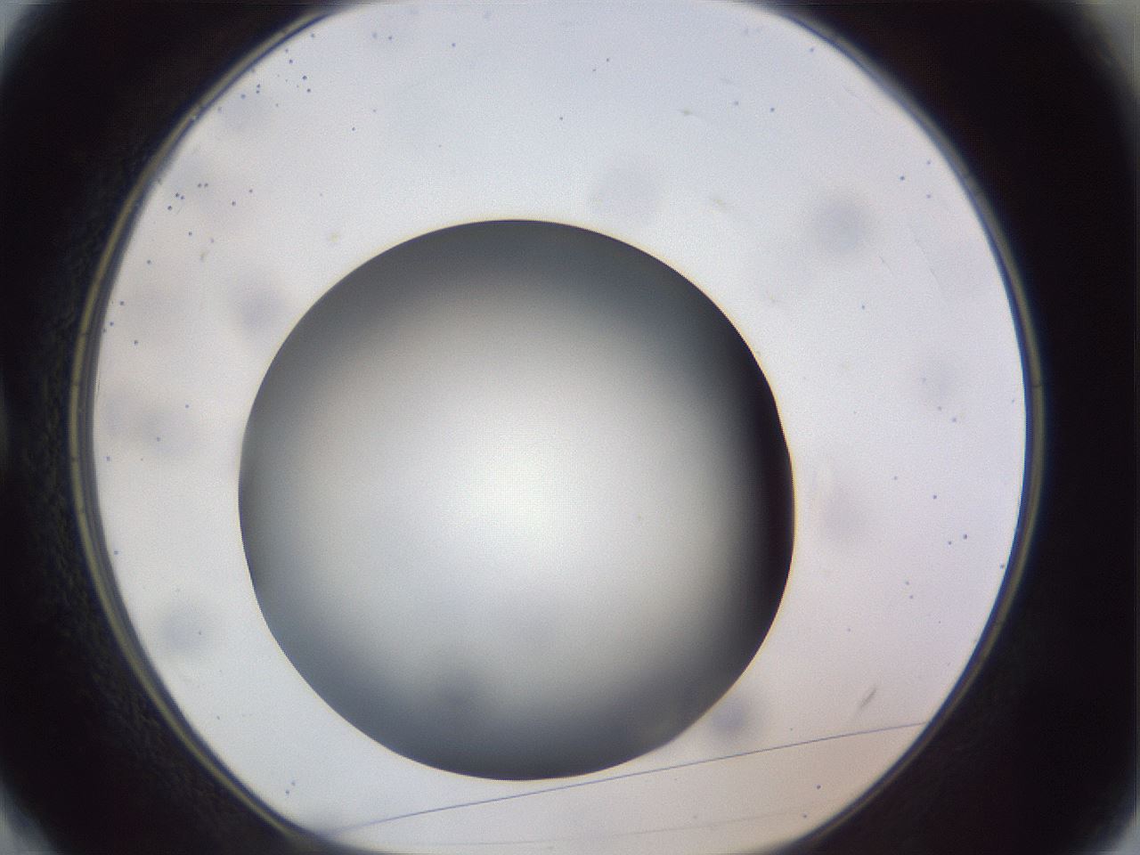 folderID308_plateID1308_batchID4308_wellNum4_profileID1_d1_r78875_ef.jpg