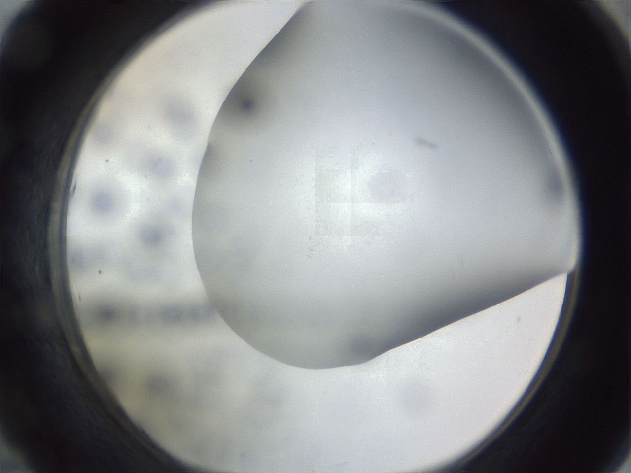 folderID308_plateID1308_batchID4308_wellNum53_profileID1_d1_r78924_ef.jpg