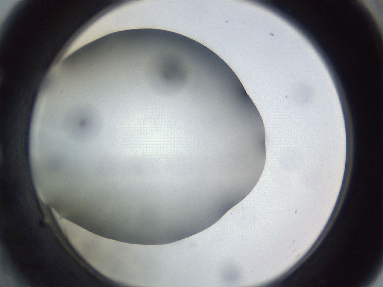 folderID308_plateID1308_batchID4308_wellNum54_profileID1_d1_r78925_ef.jpg