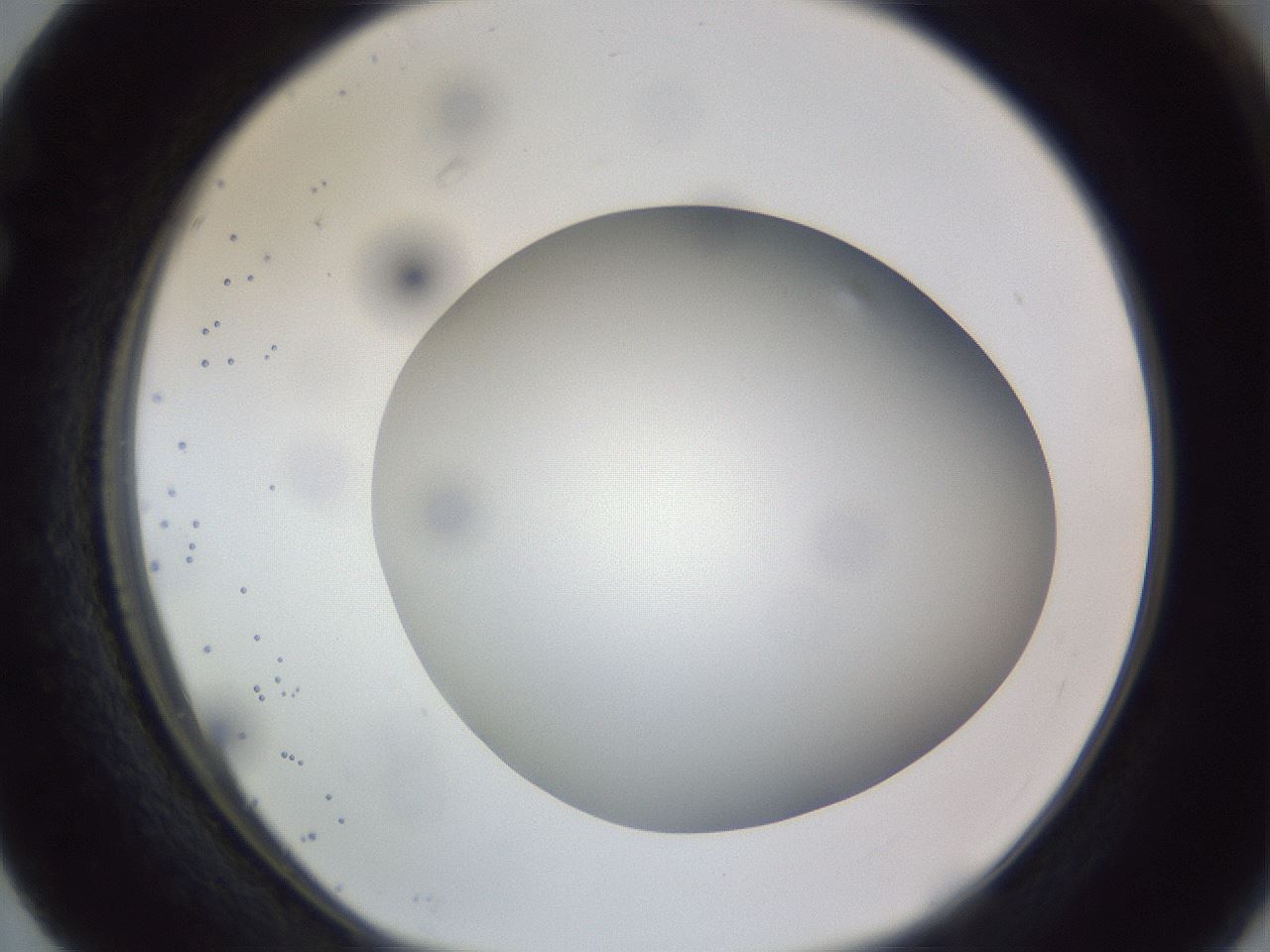 folderID308_plateID1308_batchID4308_wellNum63_profileID1_d1_r78934_ef.jpg
