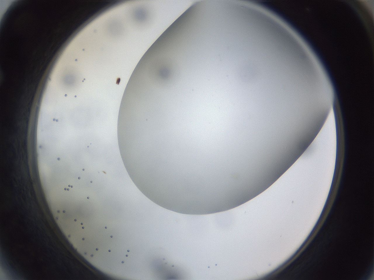 folderID308_plateID1308_batchID4308_wellNum64_profileID1_d1_r78935_ef.jpg