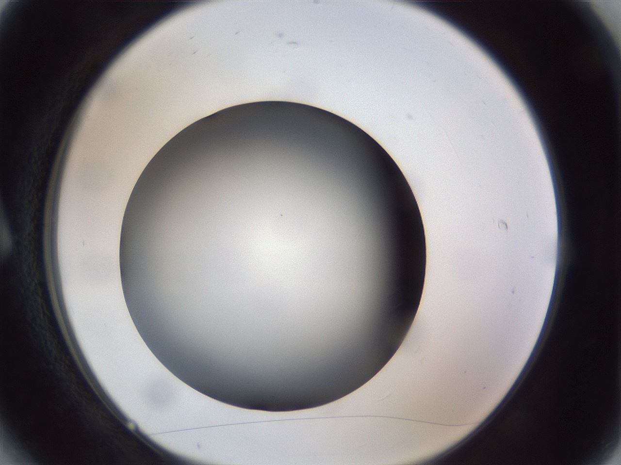 folderID308_plateID1308_batchID4308_wellNum6_profileID1_d1_r78877_ef.jpg