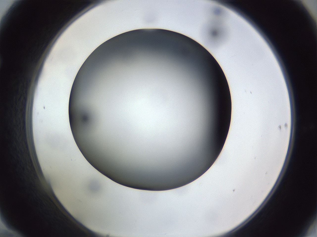 folderID308_plateID1308_batchID4308_wellNum70_profileID1_d1_r78941_ef.jpg