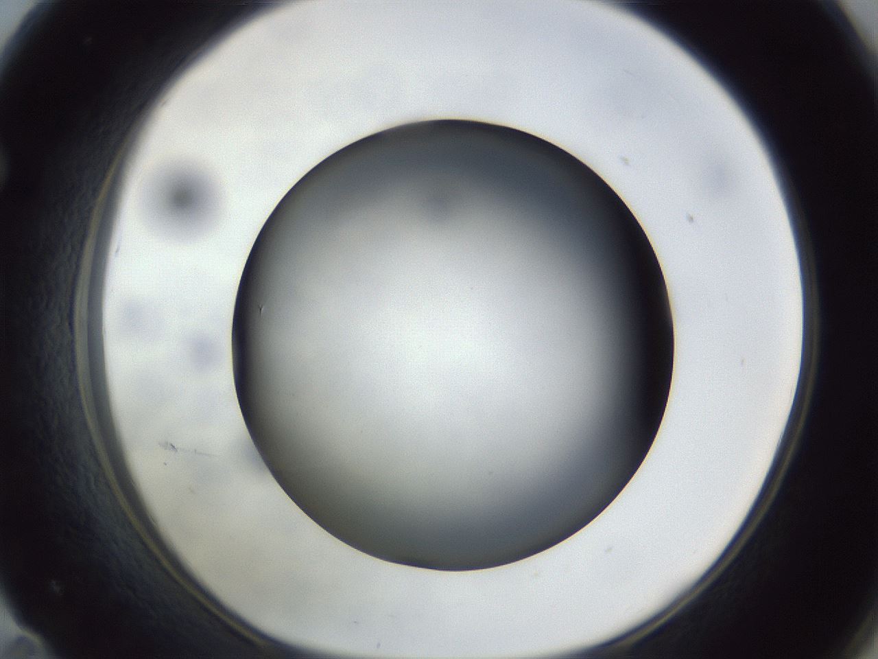 folderID308_plateID1308_batchID4308_wellNum71_profileID1_d1_r78942_ef.jpg