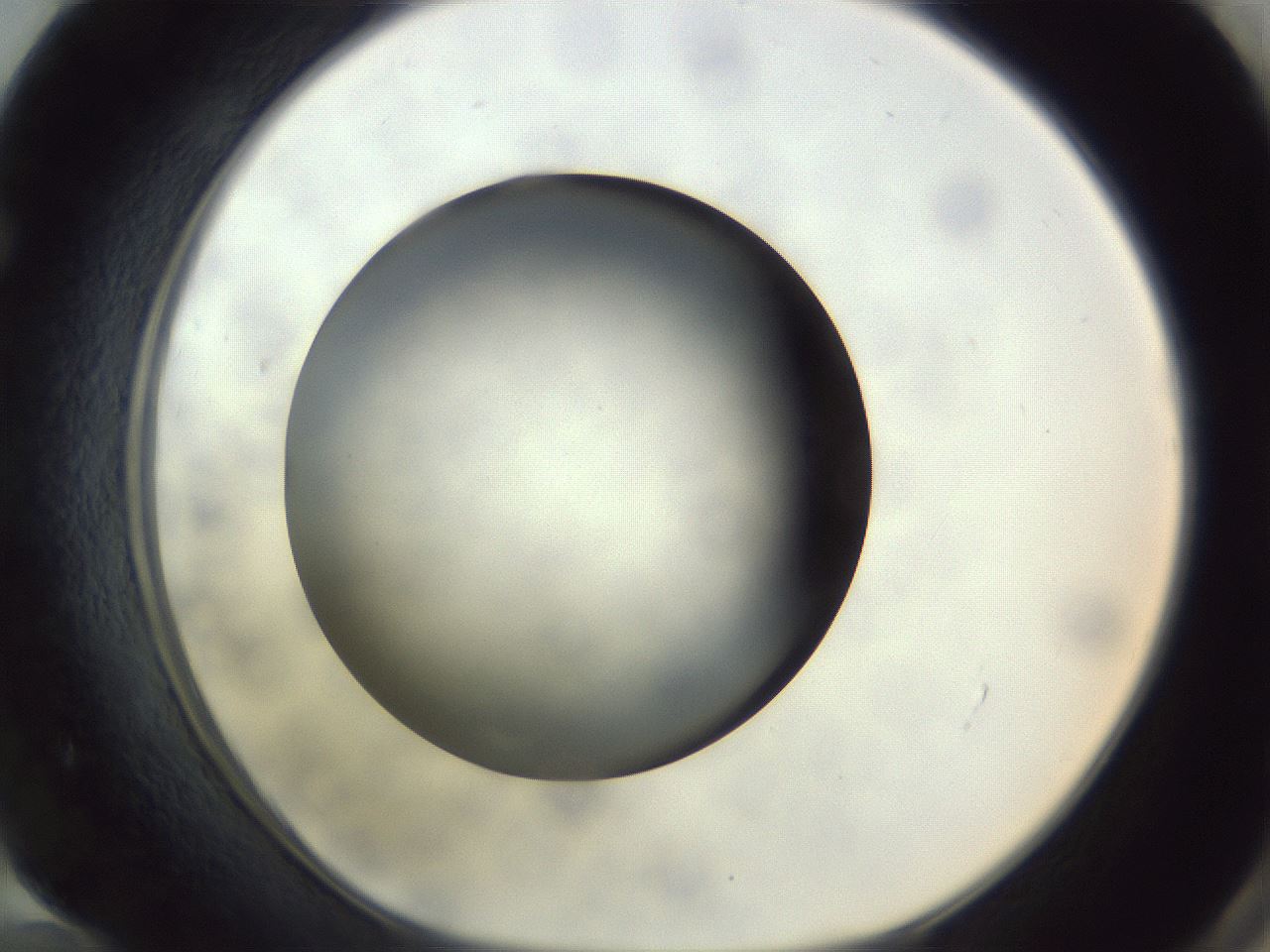 folderID308_plateID1308_batchID4308_wellNum72_profileID1_d1_r78943_ef.jpg
