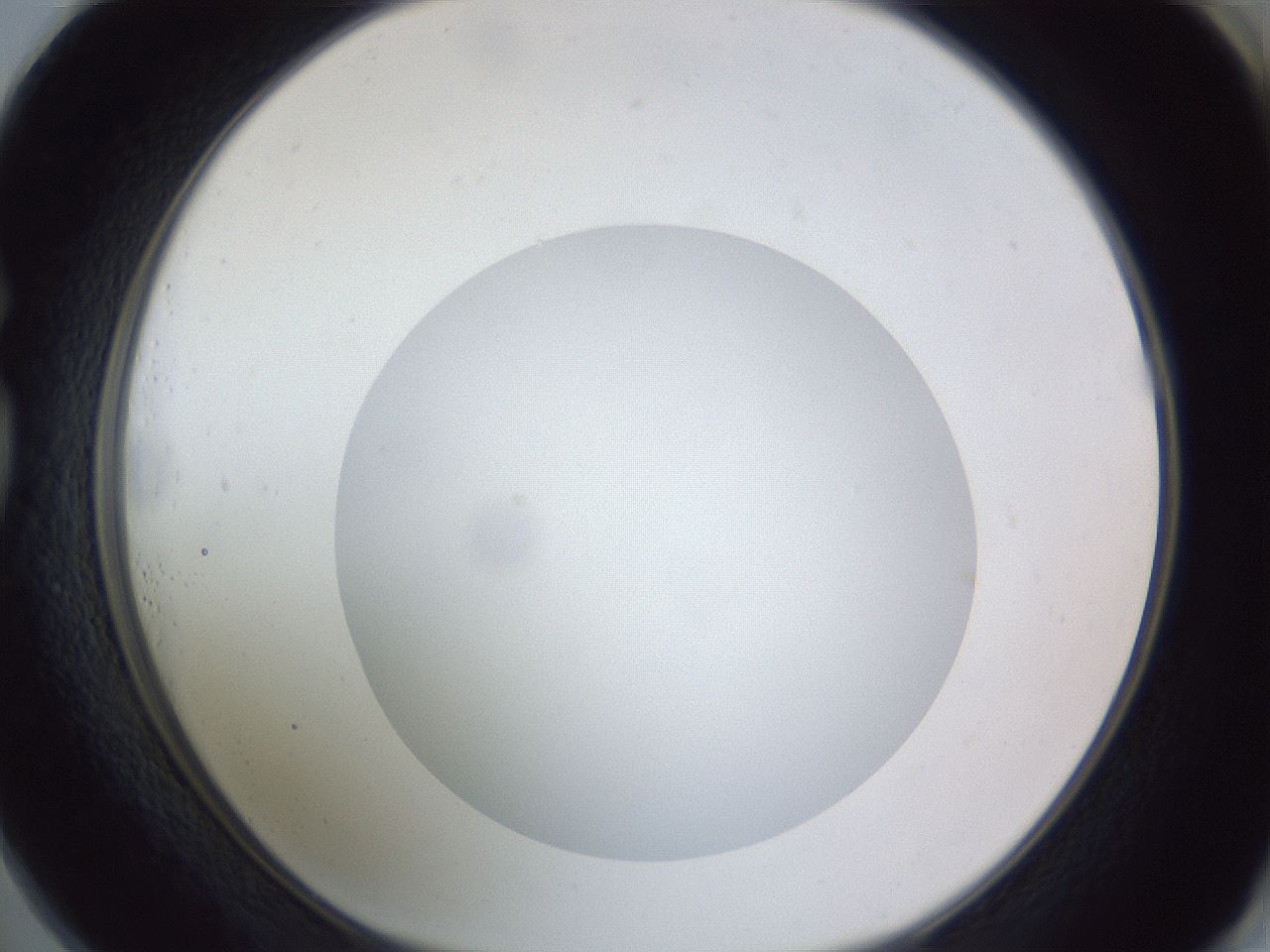 folderID308_plateID1308_batchID4308_wellNum73_profileID1_d1_r78944_ef.jpg