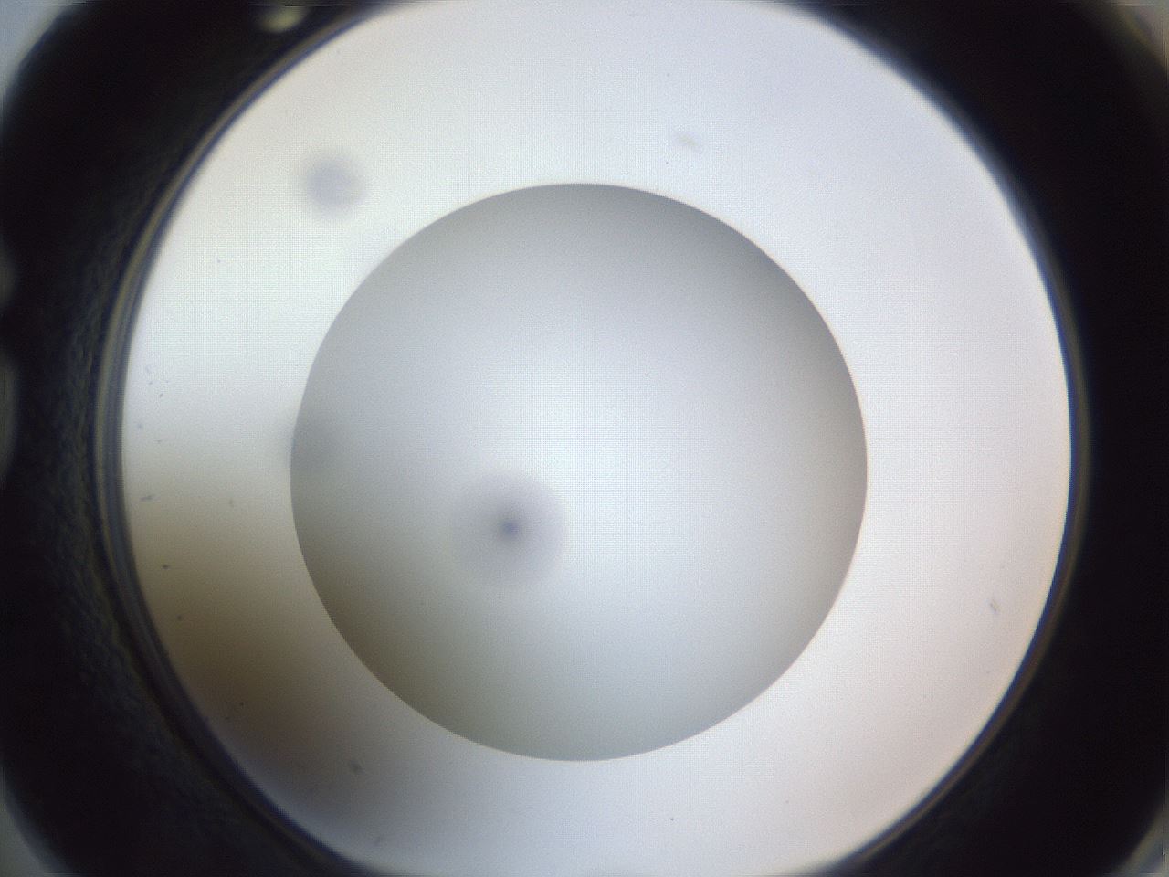 folderID308_plateID1308_batchID4308_wellNum74_profileID1_d1_r78945_ef.jpg
