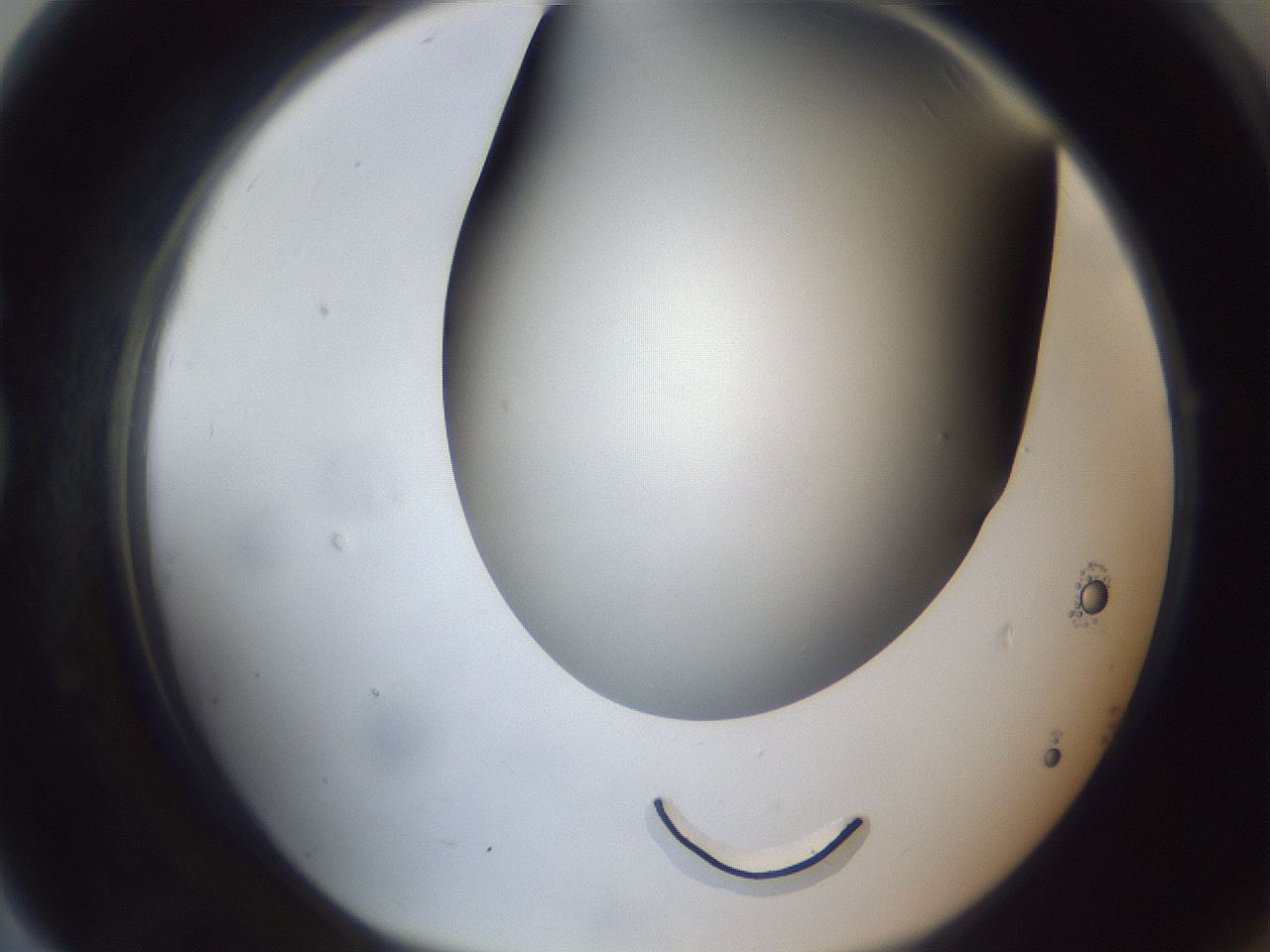 folderID308_plateID1308_batchID4308_wellNum79_profileID1_d1_r78950_ef.jpg