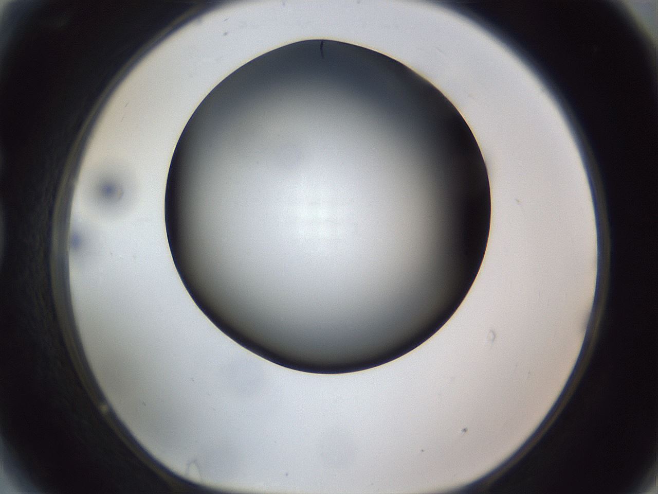 folderID308_plateID1308_batchID4308_wellNum81_profileID1_d1_r78952_ef.jpg