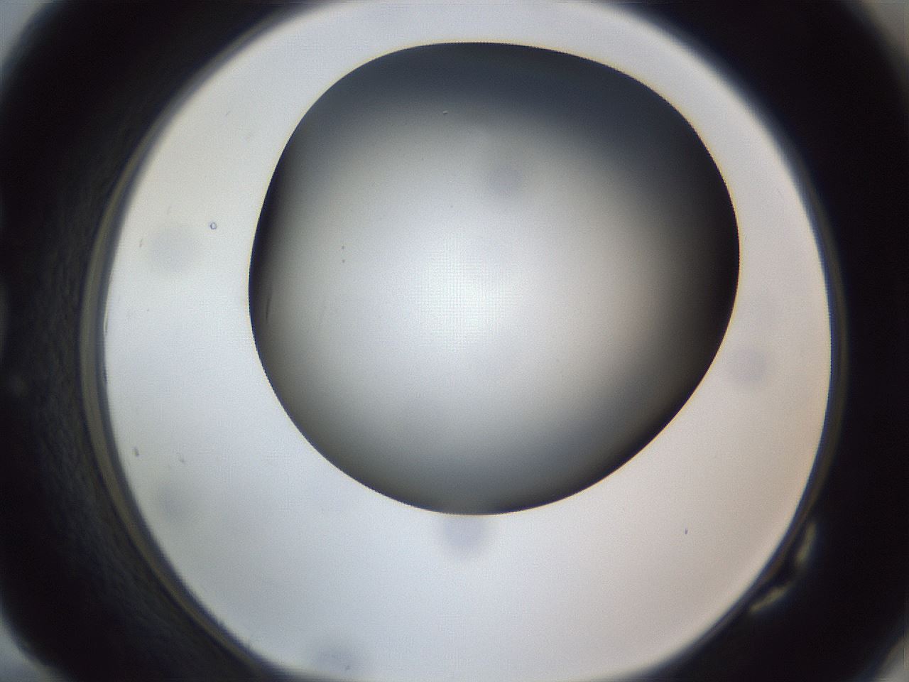 folderID308_plateID1308_batchID4308_wellNum82_profileID1_d1_r78953_ef.jpg
