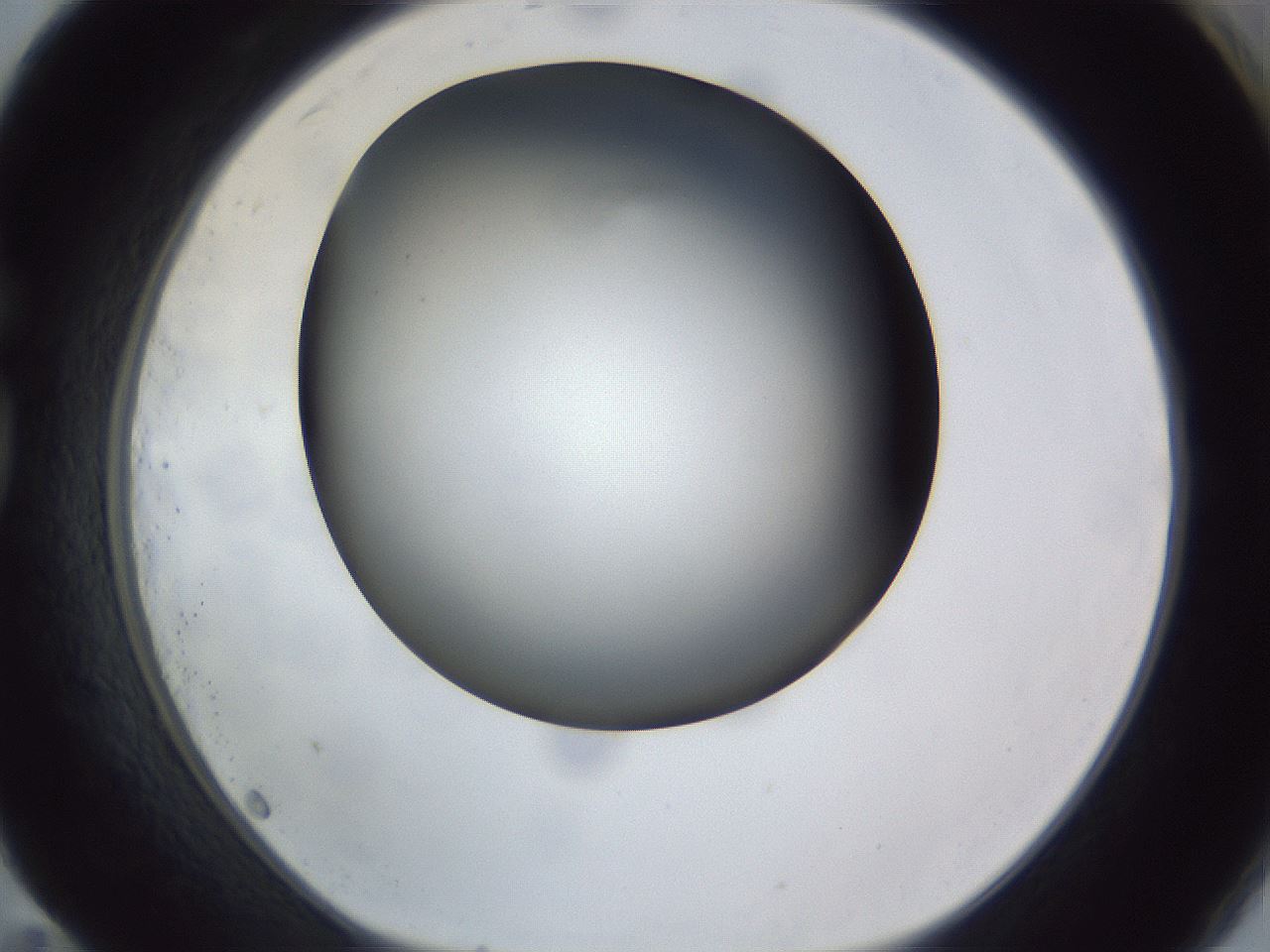 folderID308_plateID1308_batchID4308_wellNum83_profileID1_d1_r78954_ef.jpg