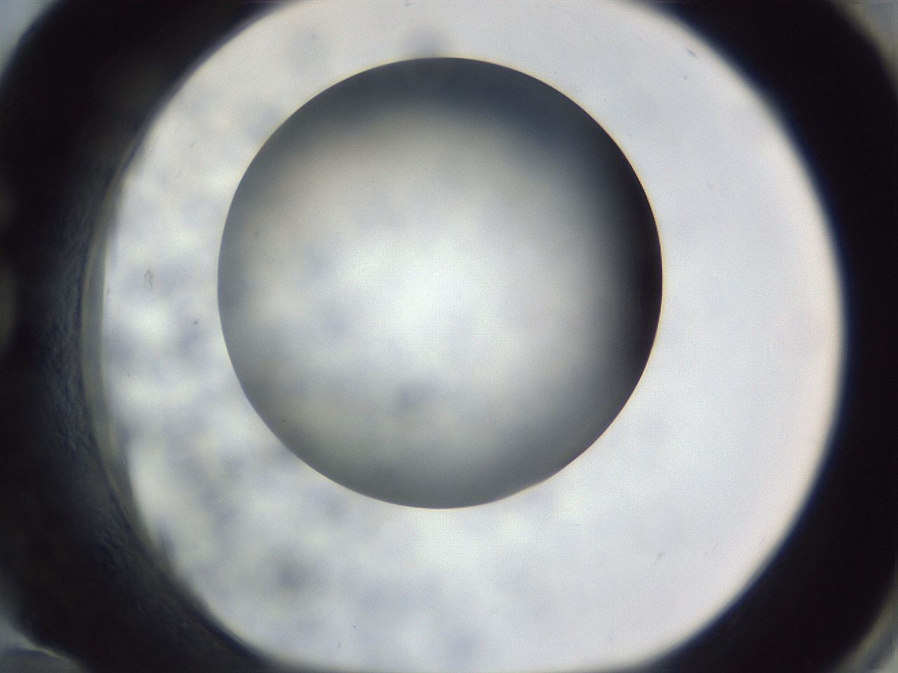 folderID308_plateID1308_batchID4308_wellNum84_profileID1_d1_r78955_ef.jpg