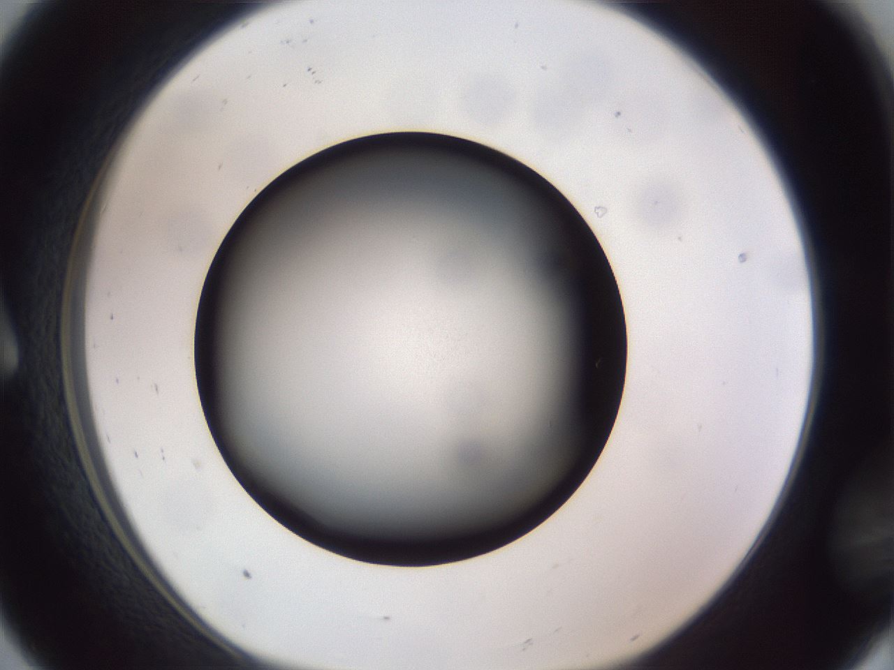 folderID308_plateID1308_batchID4308_wellNum8_profileID1_d1_r78879_ef.jpg