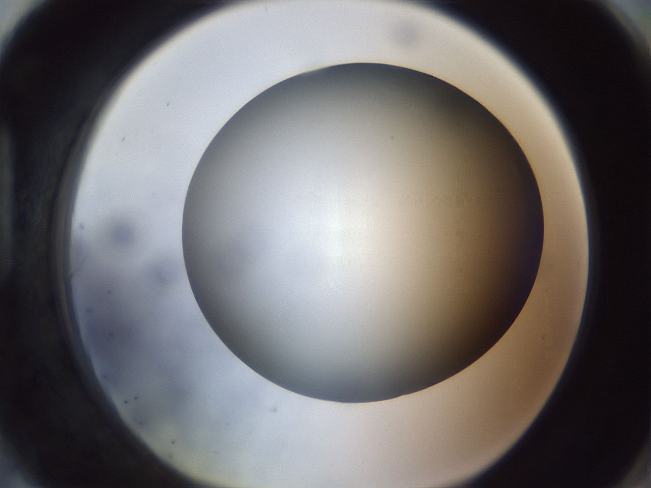 folderID308_plateID1308_batchID4308_wellNum90_profileID1_d1_r78961_ef.jpg