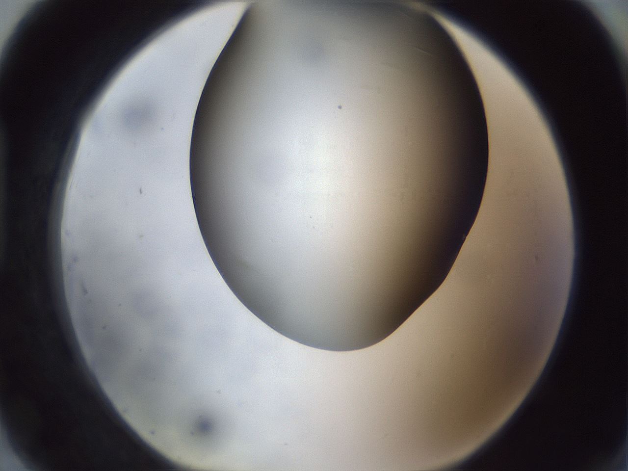 folderID308_plateID1308_batchID4308_wellNum91_profileID1_d1_r78962_ef.jpg