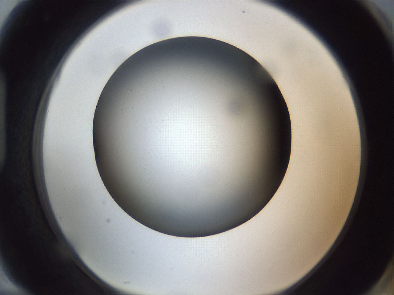 folderID308_plateID1308_batchID4308_wellNum94_profileID1_d1_r78965_ef.jpg