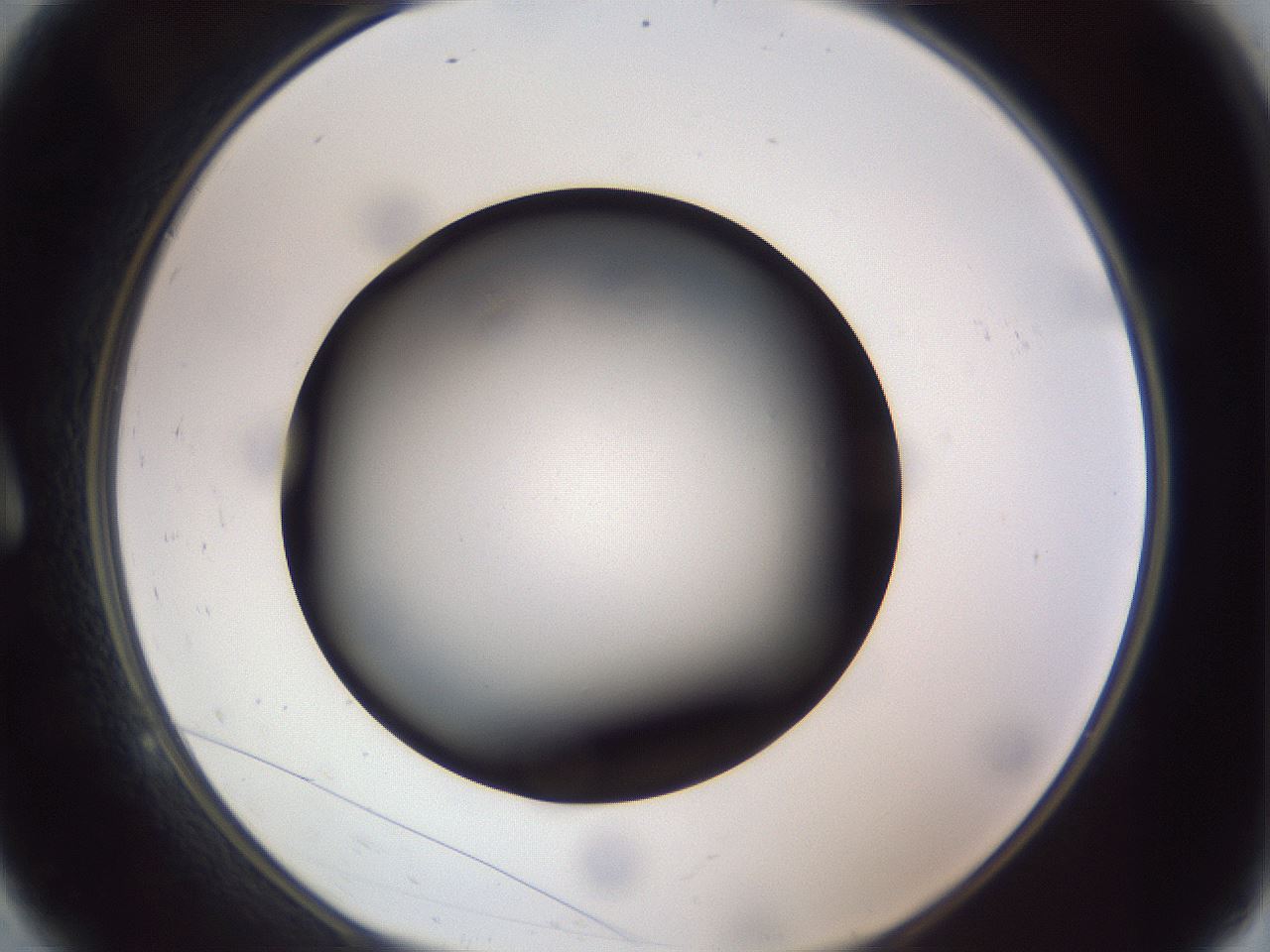 folderID308_plateID1308_batchID4308_wellNum9_profileID1_d1_r78880_ef.jpg