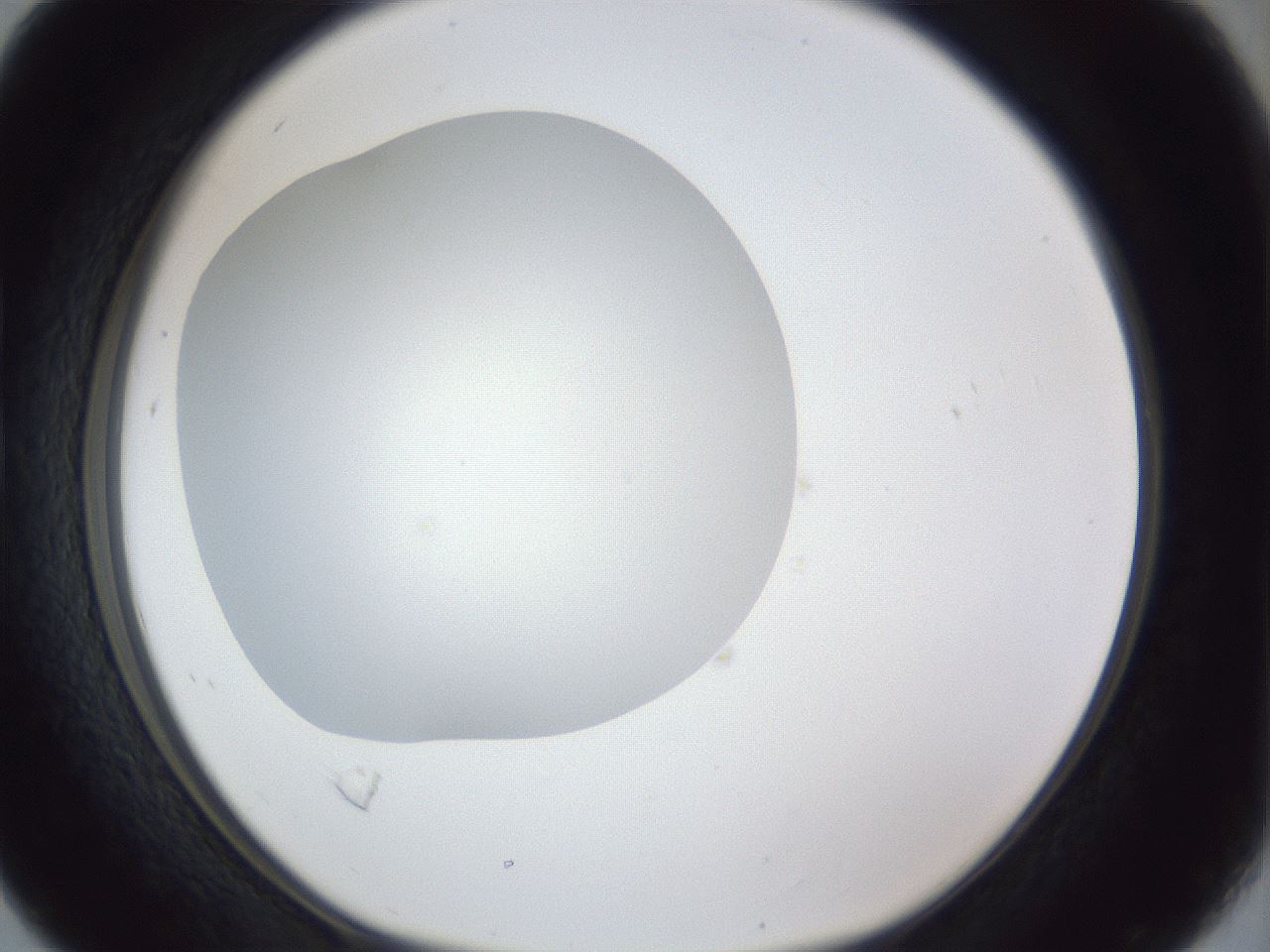 folderID30_plateID1030_batchID1981_wellNum16_profileID1_d1_r44738_ef.jpg