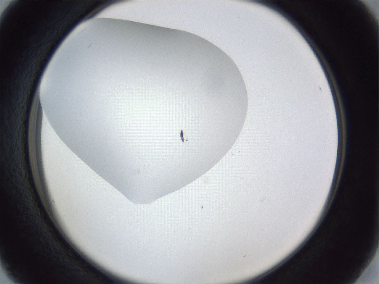 folderID30_plateID1030_batchID1981_wellNum16_profileID1_d2_r44739_ef.jpg