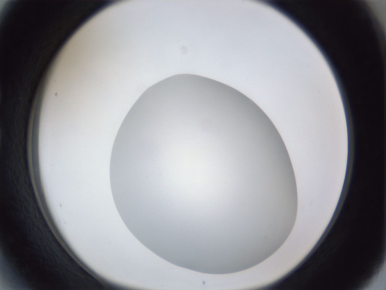 folderID30_plateID1030_batchID1981_wellNum27_profileID1_d1_r44760_ef.jpg