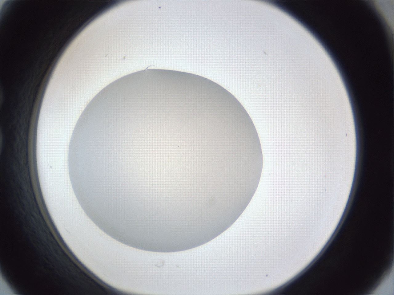 folderID30_plateID1030_batchID1981_wellNum30_profileID1_d1_r44766_ef.jpg
