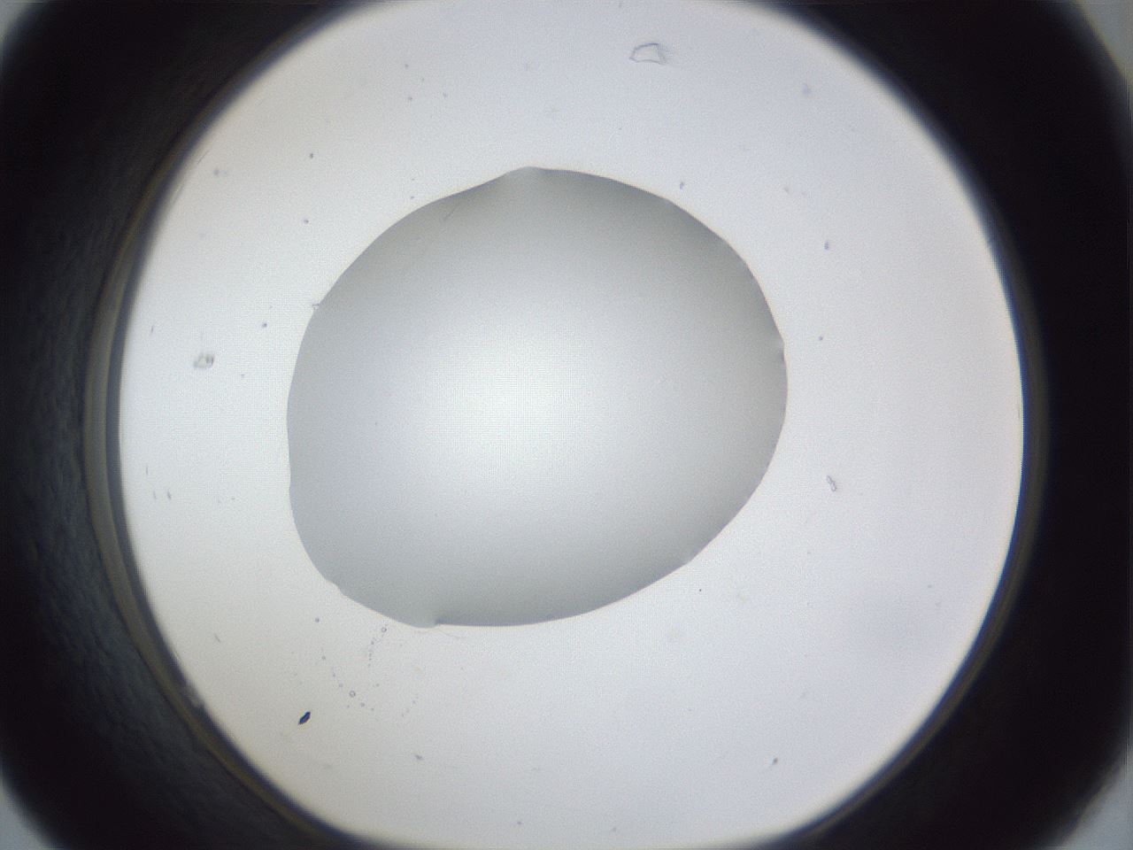 folderID30_plateID1030_batchID1981_wellNum31_profileID1_d1_r44768_ef.jpg