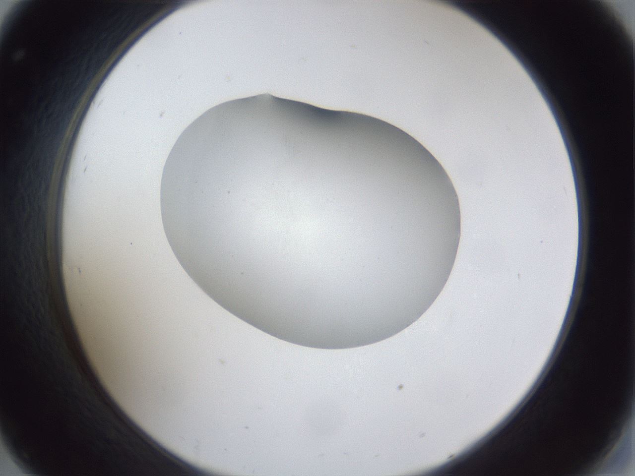 folderID30_plateID1030_batchID1981_wellNum32_profileID1_d2_r44771_ef.jpg