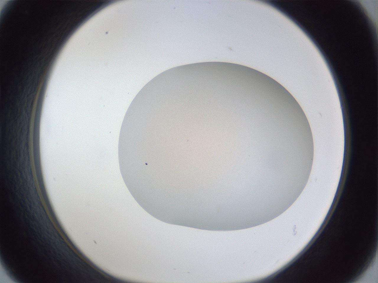 folderID30_plateID1030_batchID1981_wellNum33_profileID1_d1_r44772_ef.jpg