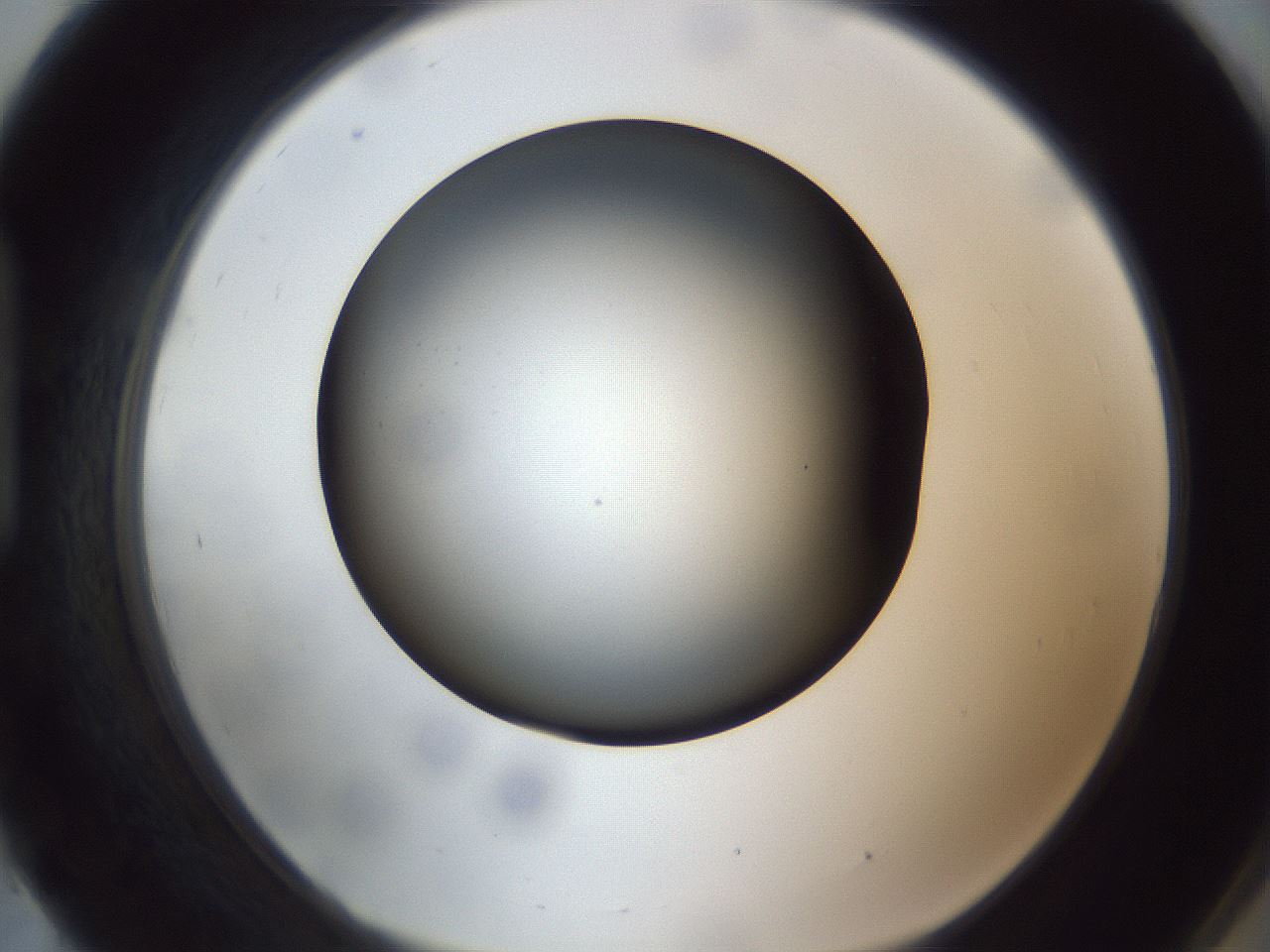 folderID308_plateID1308_batchID4308_wellNum93_profileID1_d1_r78964_ef.jpg