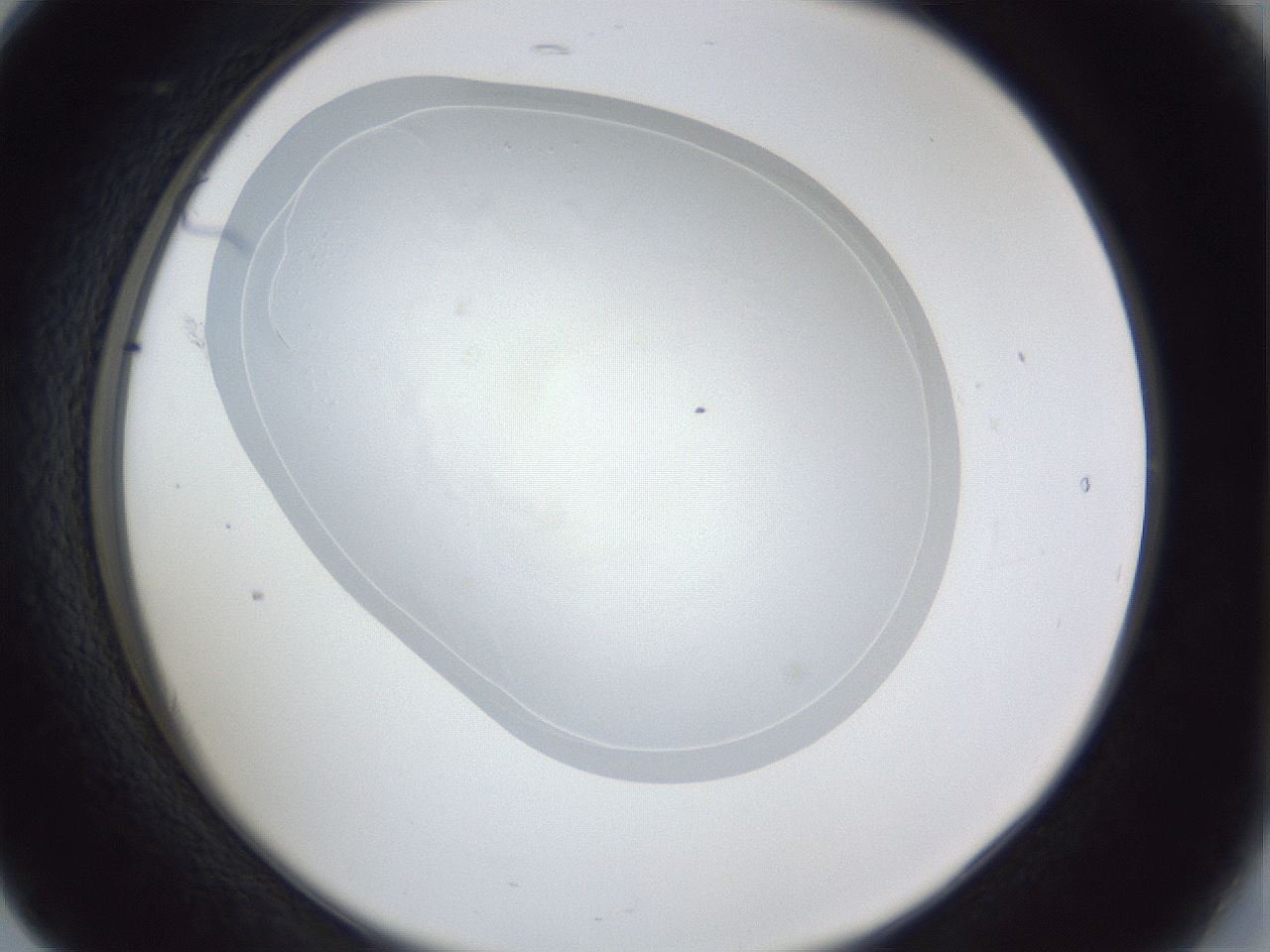 folderID30_plateID1030_batchID1981_wellNum17_profileID1_d2_r44741_ef.jpg