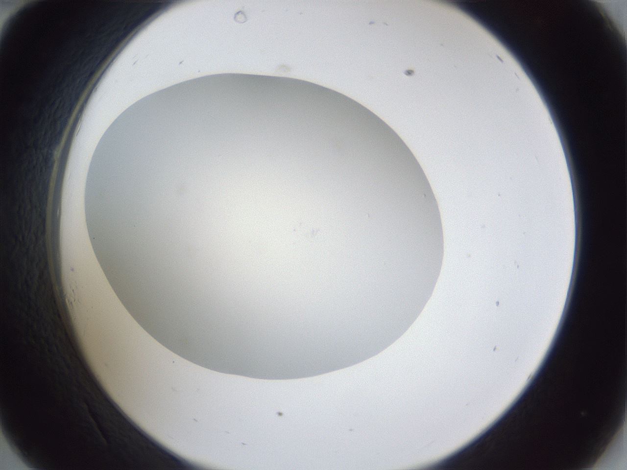 folderID30_plateID1030_batchID1981_wellNum34_profileID1_d2_r44775_ef.jpg