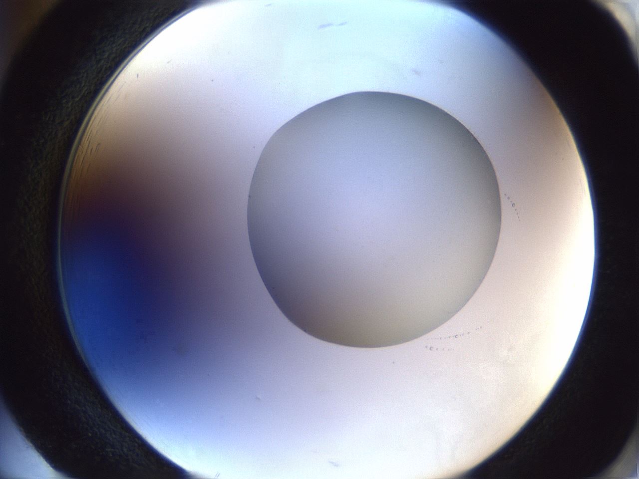 folderID30_plateID1030_batchID1981_wellNum85_profileID1_d2_r44877_ef.jpg