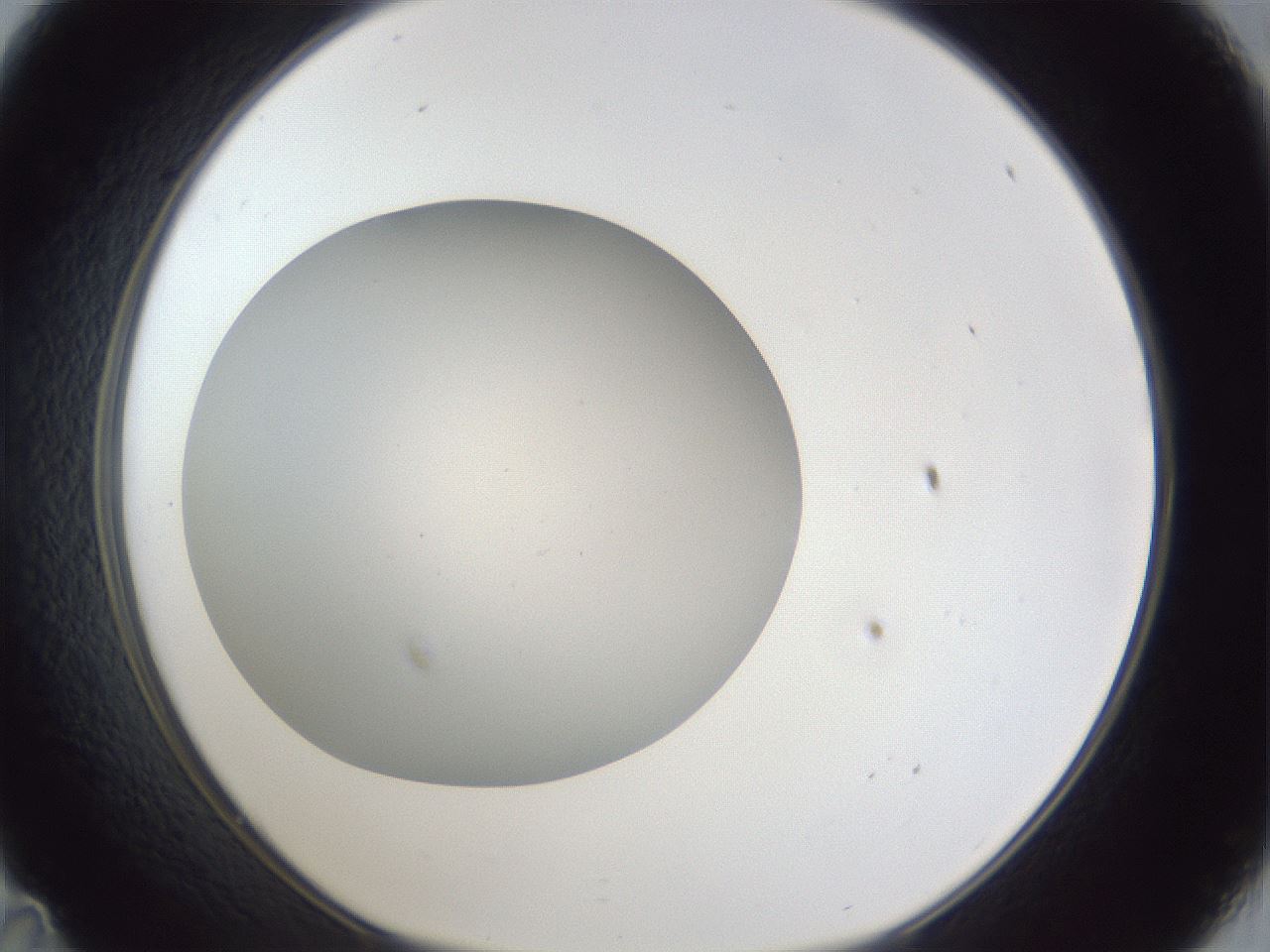 folderID30_plateID1030_batchID1981_wellNum35_profileID1_d1_r44776_ef.jpg