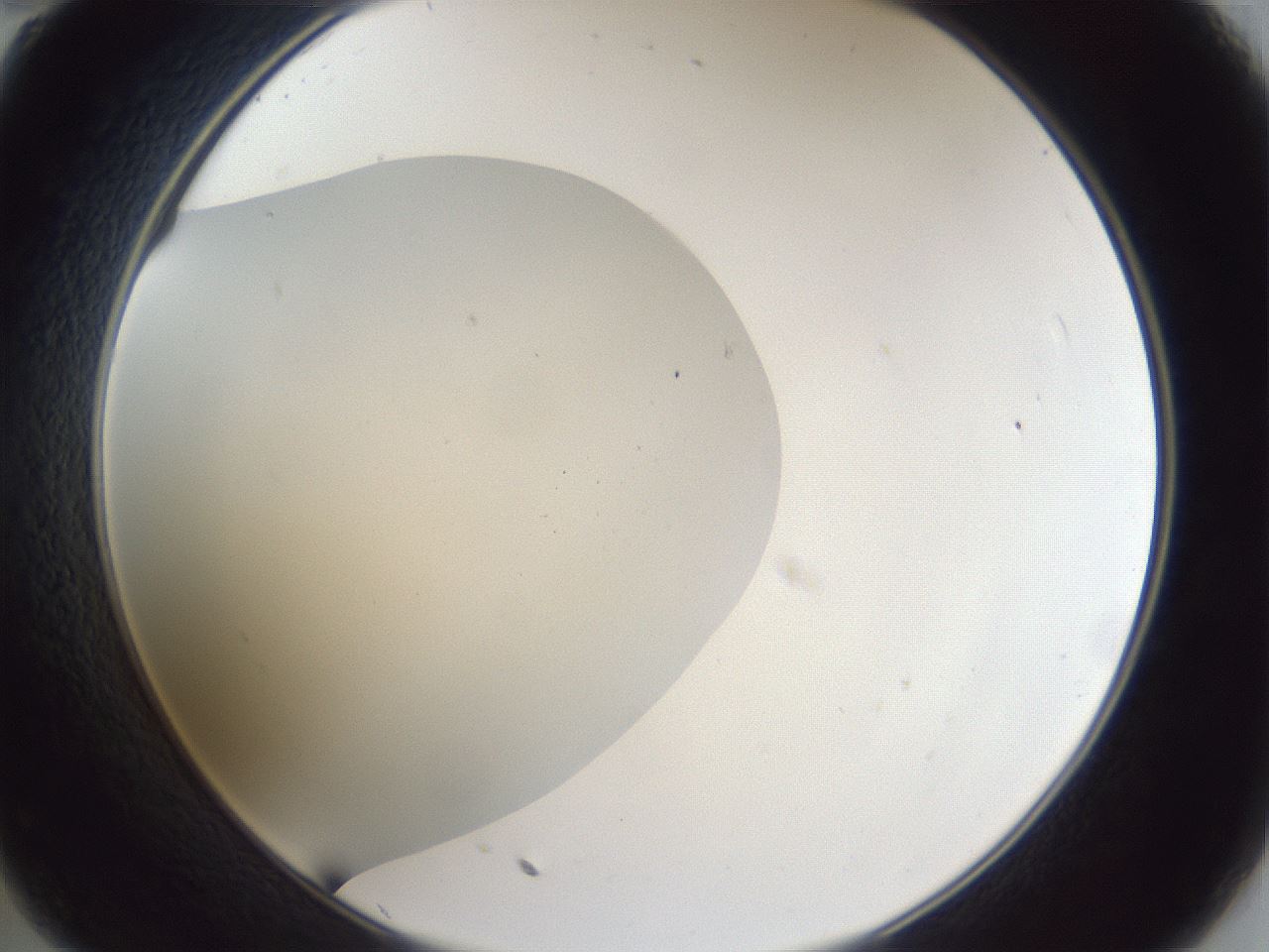 folderID30_plateID1030_batchID1981_wellNum35_profileID1_d2_r44777_ef.jpg